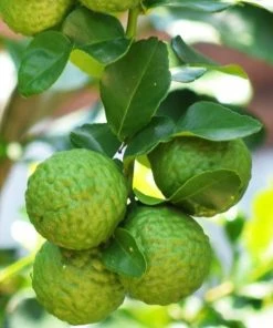 Garden Goods Direct Kieffer Lime Tree
