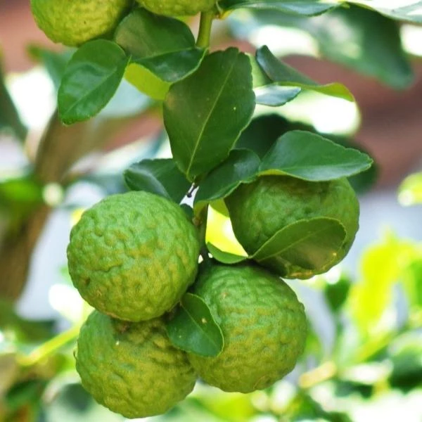 Garden Goods Direct Kieffer Lime Tree 1 Garden Goods Direct Kieffer Lime Tree