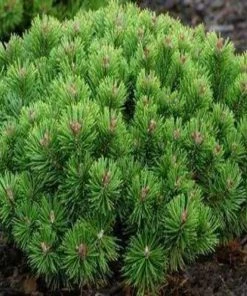 Garden Goods Direct Dwarf Mugo Pine Shrubs