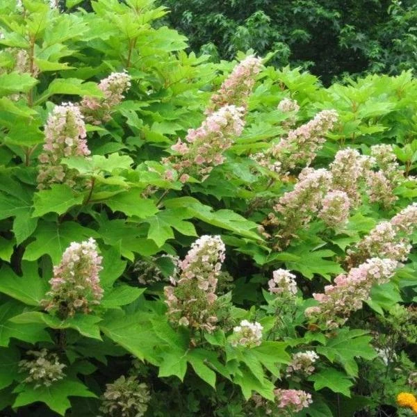Garden Goods Direct Munchkin Oakleaf Hydrangea 4 Garden Goods Direct Munchkin Oakleaf Hydrangea
