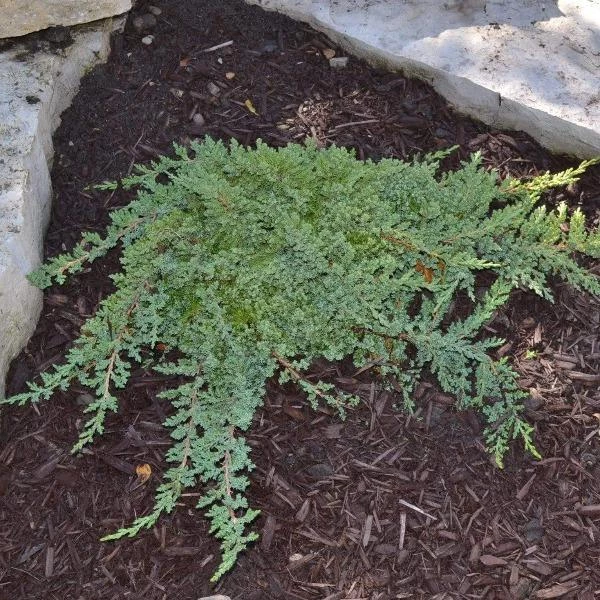 Garden Goods Direct Green Mound Juniper 1 Garden Goods Direct Green Mound Juniper