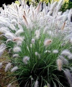 Garden Goods Direct Fountain Grass
