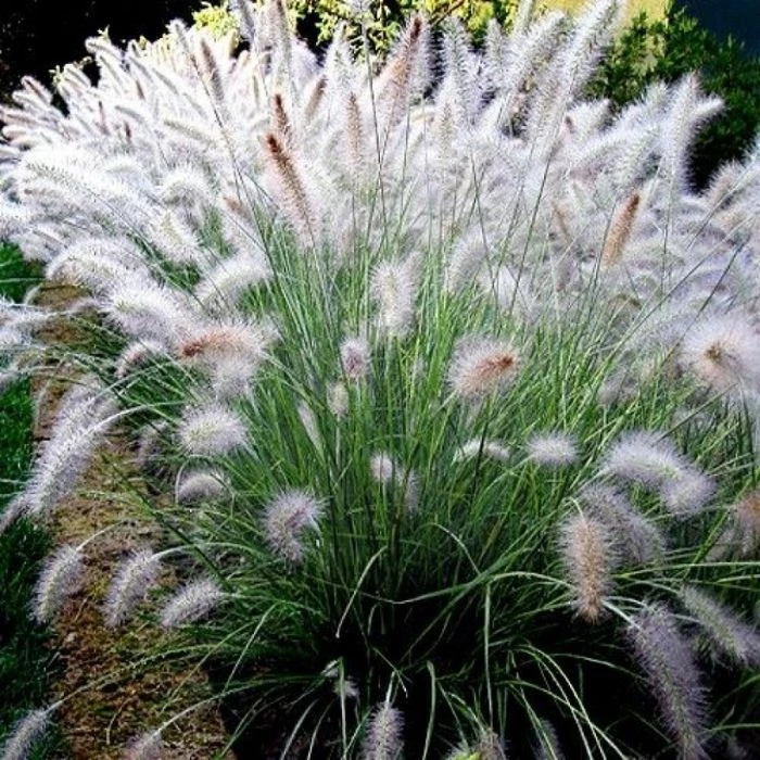 Garden Goods Direct Fountain Grass 1 Garden Goods Direct Fountain Grass