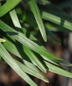 Garden Goods Direct Dwarf Mondo Grass Perennials