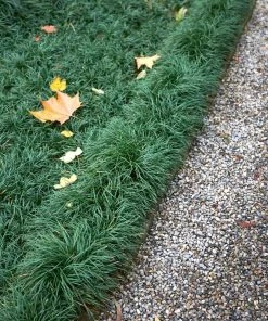 Garden Goods Direct Dwarf Mondo Grass Perennials