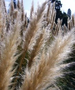 Garden Goods Direct Dwarf Pampas Grass Perennials 5 Garden Goods Direct Dwarf Pampas Grass Perennials