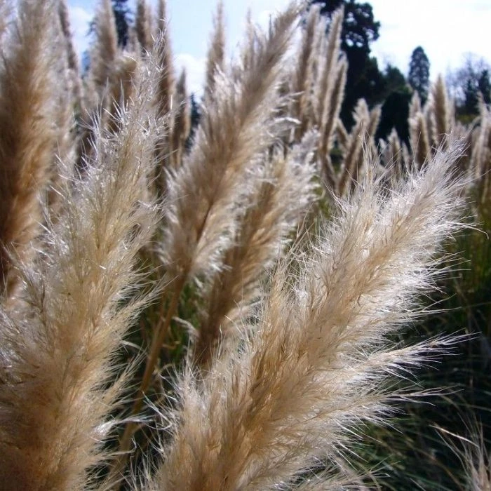 Garden Goods Direct Dwarf Pampas Grass Perennials 3 Garden Goods Direct Dwarf Pampas Grass Perennials