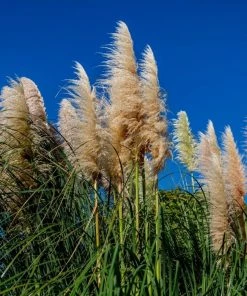 Garden Goods Direct Dwarf Pampas Grass Perennials