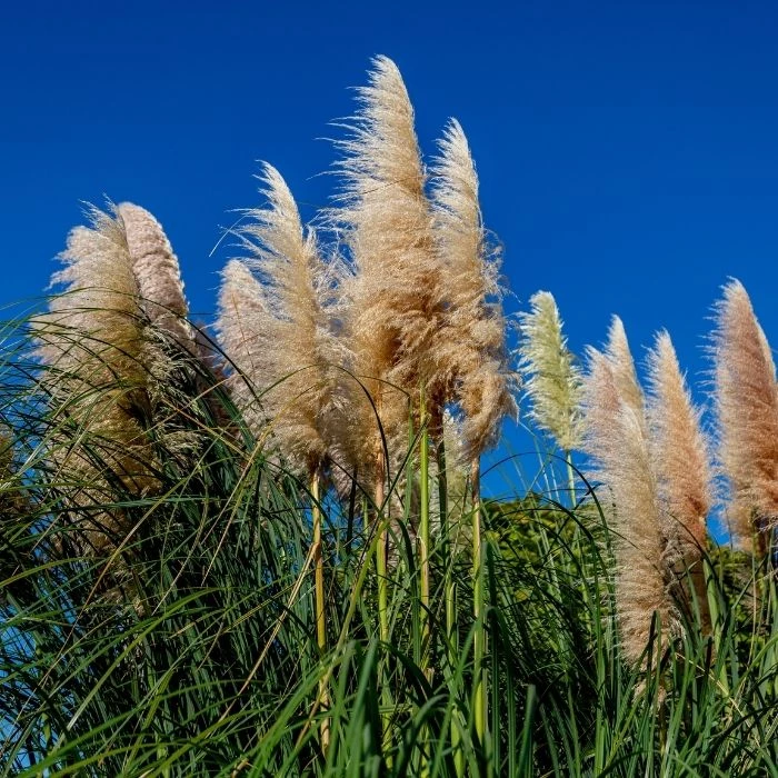 Garden Goods Direct Dwarf Pampas Grass Perennials 2 Garden Goods Direct Dwarf Pampas Grass Perennials
