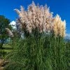 Garden Goods Direct Dwarf Pampas Grass Perennials