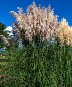 Garden Goods Direct Dwarf Pampas Grass Perennials