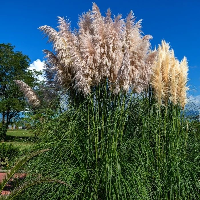Garden Goods Direct Dwarf Pampas Grass Perennials 1 Garden Goods Direct Dwarf Pampas Grass Perennials