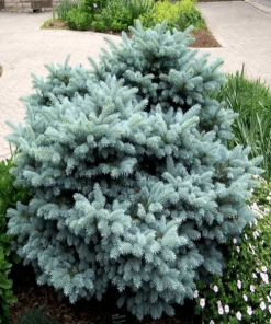 Garden Goods Direct Shrubs Globe Blue Spruce
