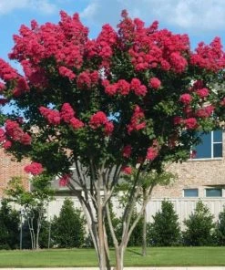 Garden Goods Direct Dynamite Crape Myrtle Trees