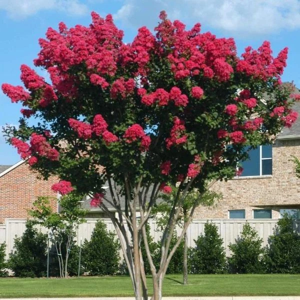 Garden Goods Direct Dynamite Crape Myrtle Trees 1 Garden Goods Direct Dynamite Crape Myrtle Trees