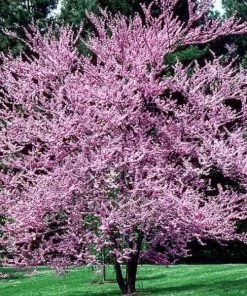 Garden Goods Direct Redbud Tree Trees