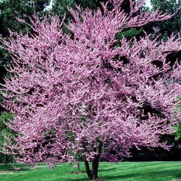 Garden Goods Direct Redbud Tree Trees 1 Garden Goods Direct Redbud Tree Trees