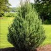 Garden Goods Direct Eastern Red Cedar Trees