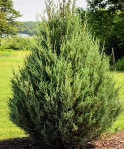 Garden Goods Direct Eastern Red Cedar Trees