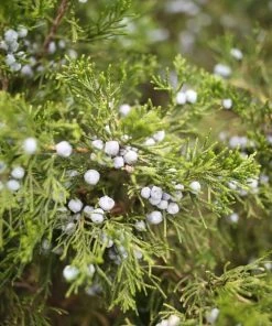 Garden Goods Direct Eastern Red Cedar Trees