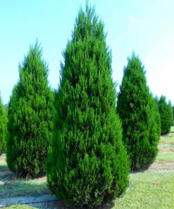 Garden Goods Direct Eastern Red Cedar Trees