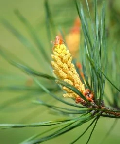 Garden Goods Direct White Pine Trees