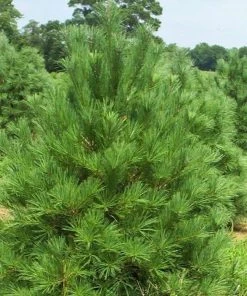 Garden Goods Direct White Pine Trees 9 Garden Goods Direct White Pine Trees
