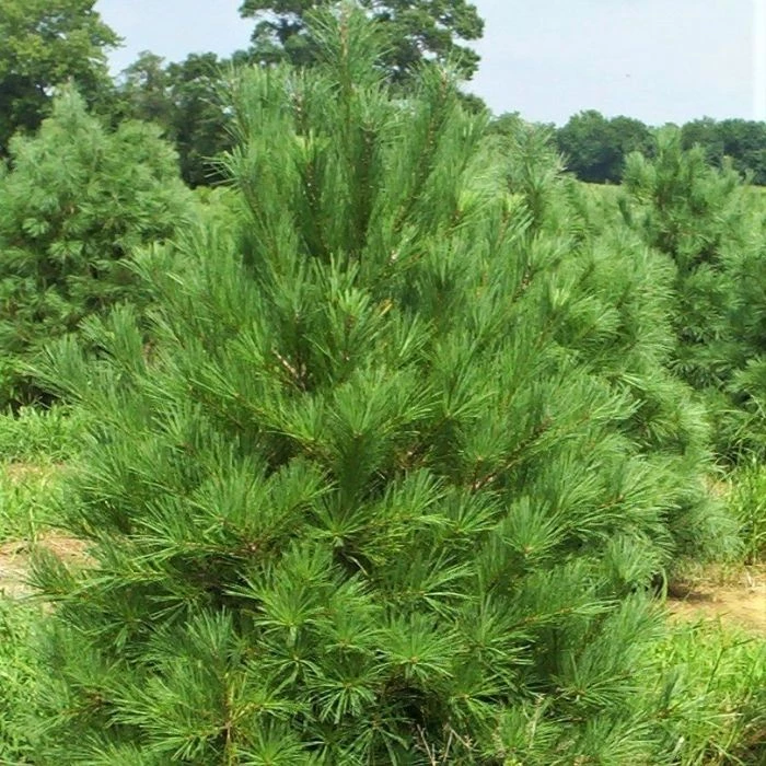 Garden Goods Direct White Pine Trees 5 Garden Goods Direct White Pine Trees