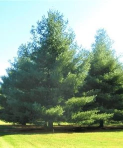 Garden Goods Direct White Pine Trees 7 Garden Goods Direct White Pine Trees