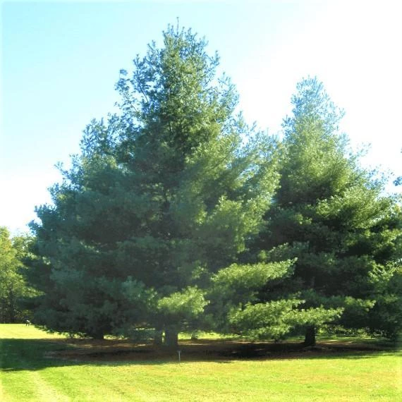 Garden Goods Direct White Pine Trees 3 Garden Goods Direct White Pine Trees