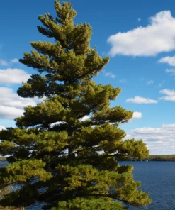 Garden Goods Direct White Pine Trees