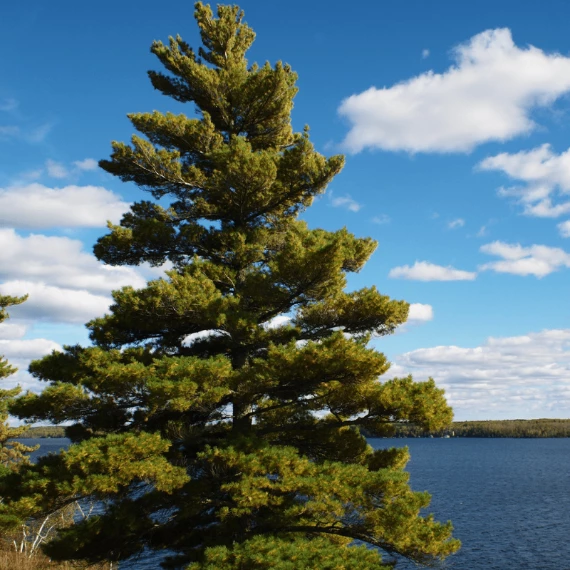 Garden Goods Direct White Pine Trees 1 Garden Goods Direct White Pine Trees