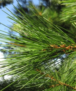 Garden Goods Direct White Pine Trees 8 Garden Goods Direct White Pine Trees
