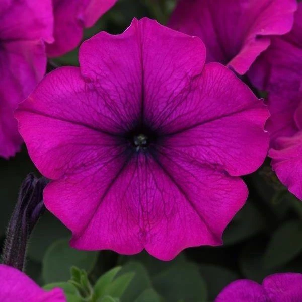 Garden Goods Direct Annuals Violet Petunia 3 Garden Goods Direct Annuals Violet Petunia