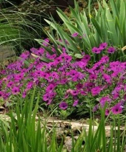 Garden Goods Direct Annuals Violet Petunia