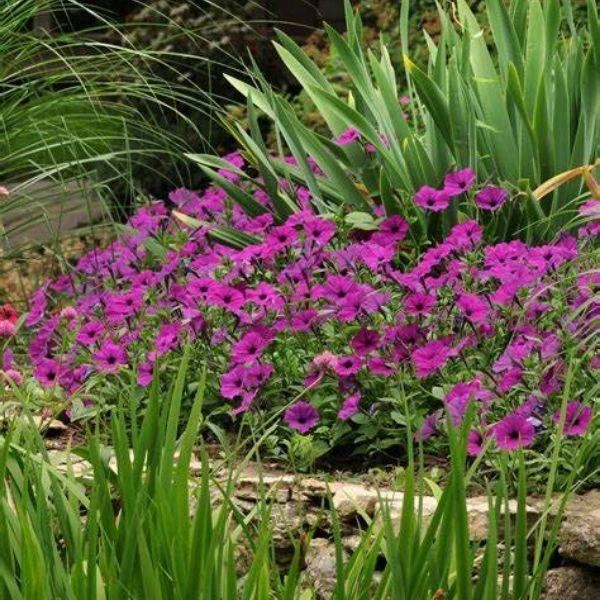 Garden Goods Direct Annuals Violet Petunia 2 Garden Goods Direct Annuals Violet Petunia