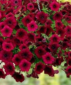 Garden Goods Direct Annuals Burgundy Petunia