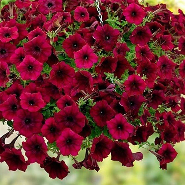 Garden Goods Direct Annuals Burgundy Petunia 1 Garden Goods Direct Annuals Burgundy Petunia