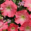 Garden Goods Direct Annuals Pink Petunia