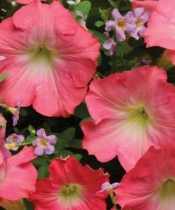 Garden Goods Direct Annuals Pink Petunia