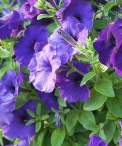 Garden Goods Direct Blue Petunia Annuals