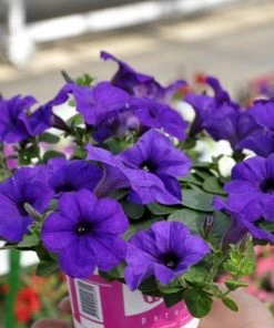 Garden Goods Direct Blue Petunia Annuals