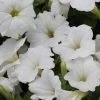 Garden Goods Direct White Petunia Plants Annuals