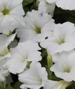 Garden Goods Direct White Petunia Plants Annuals