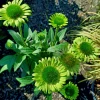 Garden Goods Direct Echinacea Green Jewel Perennials
