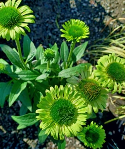 Garden Goods Direct Echinacea Green Jewel Perennials