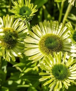 Garden Goods Direct Echinacea Green Jewel Perennials