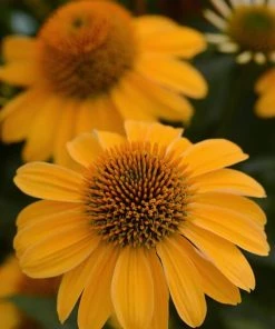 Garden Goods Direct Echinacea Sombrero Granada Gold Perennials