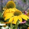 Garden Goods Direct Perennials Echinacea Sombrero Lemon Yellow