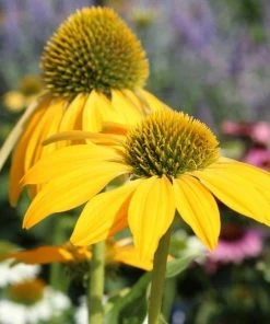 Garden Goods Direct Perennials Echinacea Sombrero Lemon Yellow